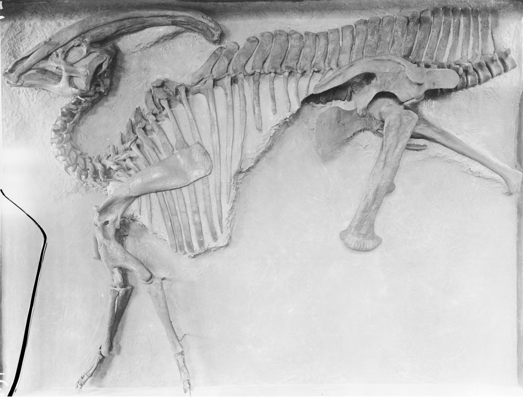 1922 - Hadrosaur dinosaur skeleton, collected in Alberta in 1920, on display at the Royal Ontario Museum