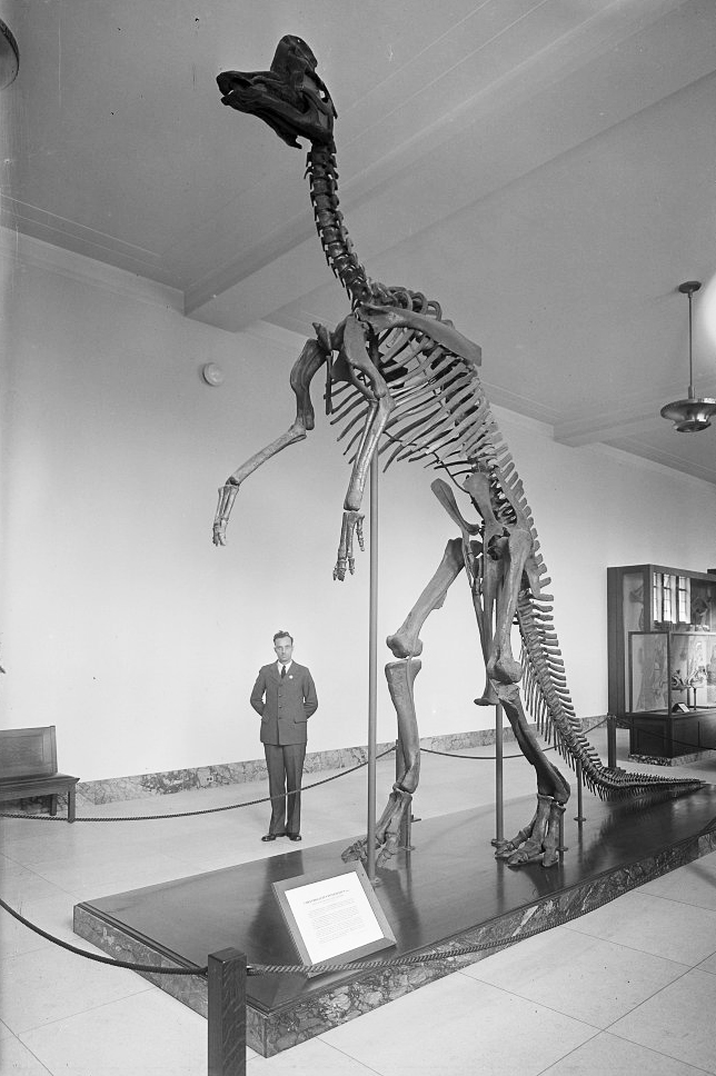June 13, 1933 - Corythosaurus intermedius, a genus of hadrosaurid "duck-billed" dinosaur on display at the Royal Ontario Museum (City of Toronto Archives, Fonds 16, Series 71, Item 9774 - Alfred Pearson photographer)